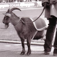 [Hennes IV]