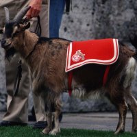 [Hennes VI]